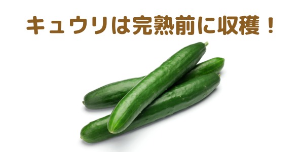 キュウリは完熟前に収穫される